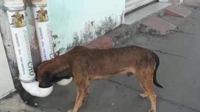 61723,moradores-de-feira-criam-comedouros-coletivos-para-caes-de-rua-3