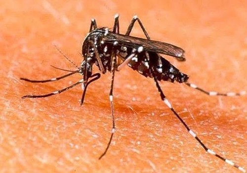 Aedes-Aegypti